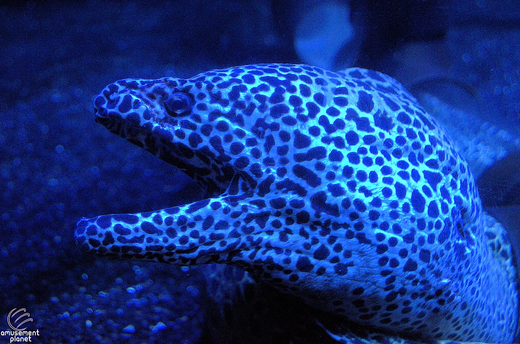 Children's Aquarium at Fair Park