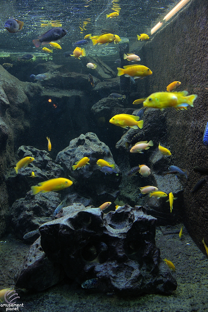 Children's Aquarium at Fair Park