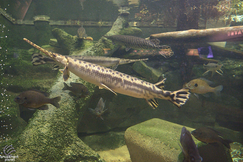 Children's Aquarium at Fair Park