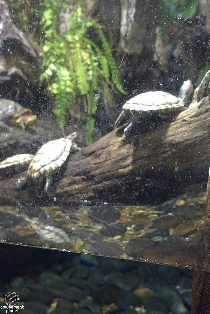 Children's Aquarium at Fair Park