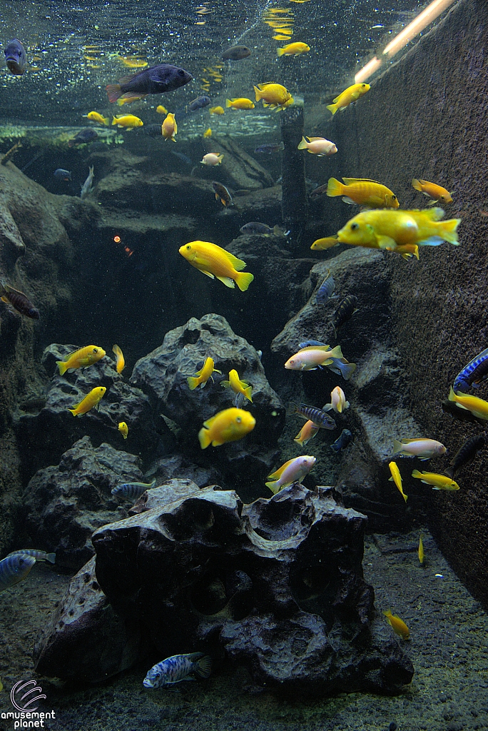 Children's Aquarium at Fair Park