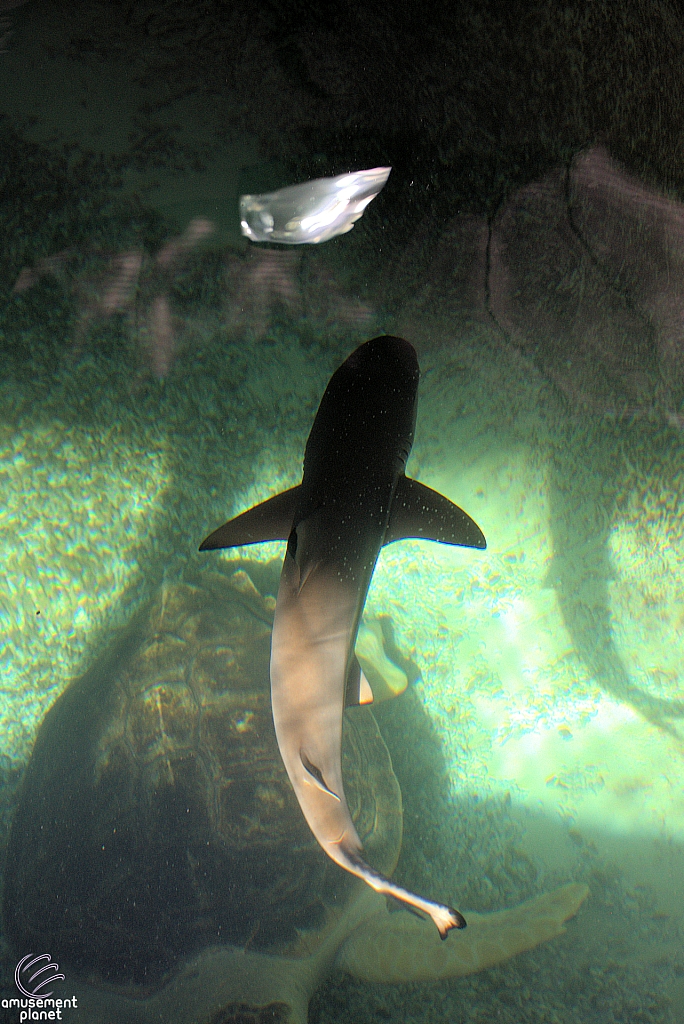 Children's Aquarium at Fair Park