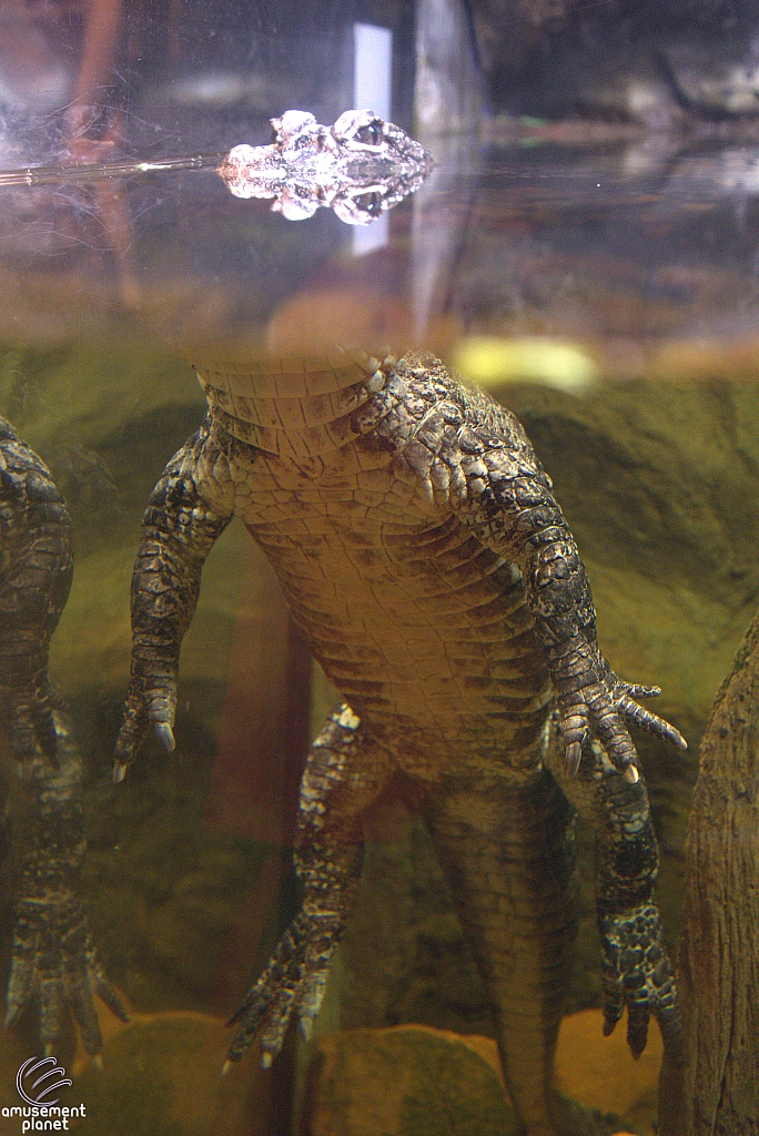 Children's Aquarium at Fair Park