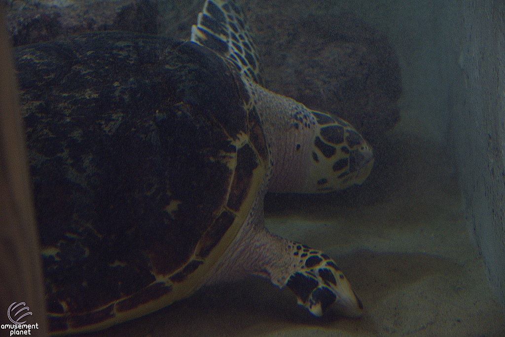 Children's Aquarium at Fair Park