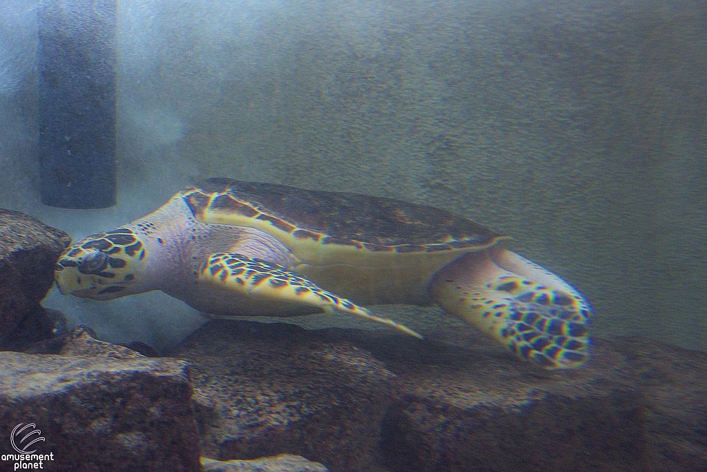 Children's Aquarium at Fair Park