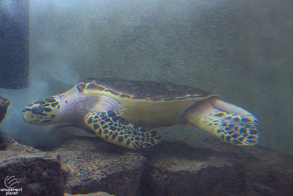 Children's Aquarium at Fair Park