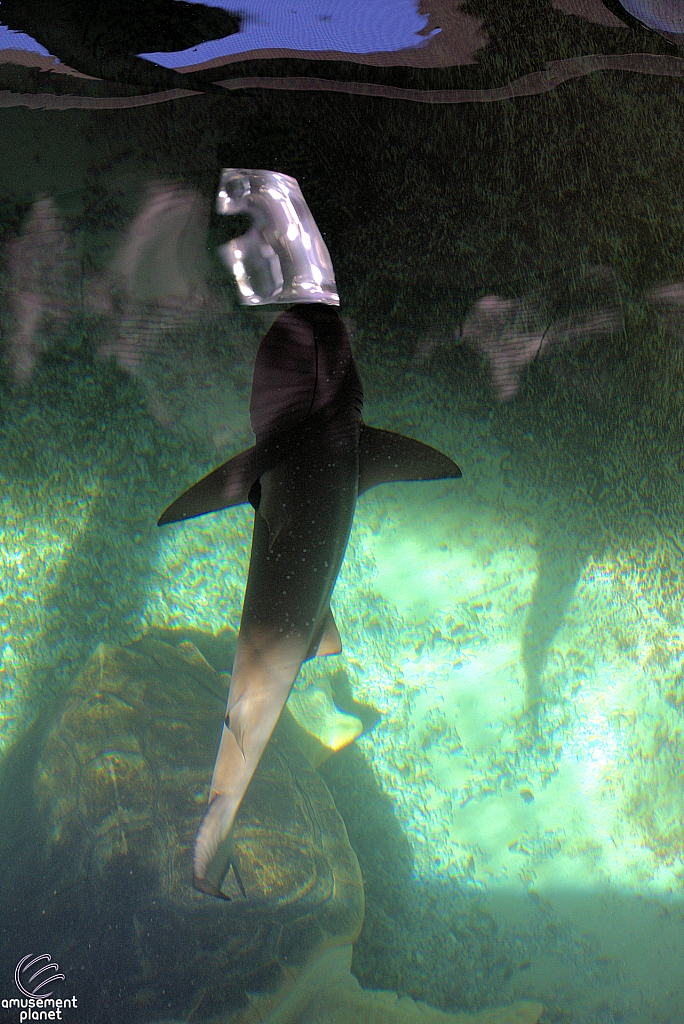 Children's Aquarium at Fair Park