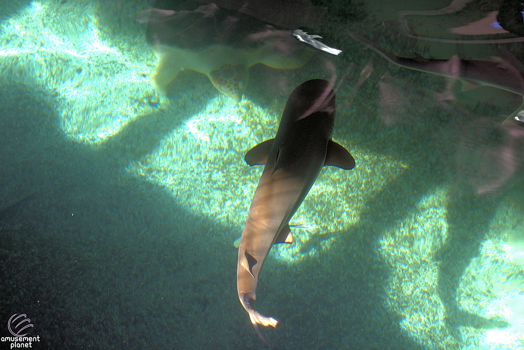 Children's Aquarium at Fair Park