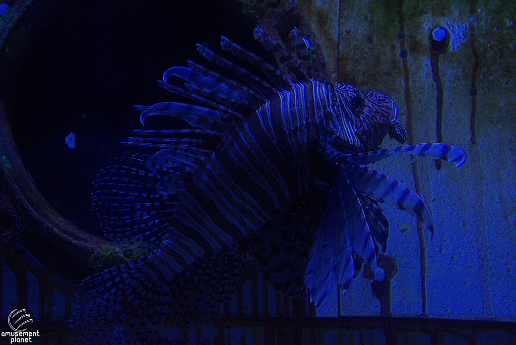 Children's Aquarium at Fair Park