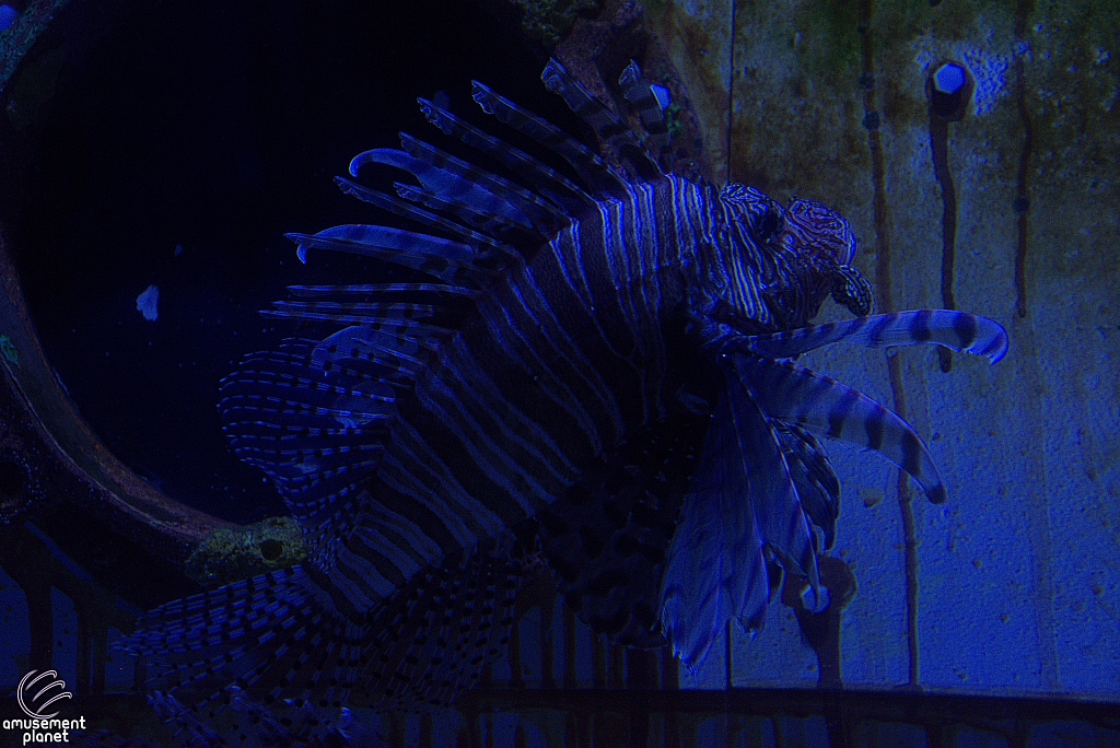 Children's Aquarium at Fair Park