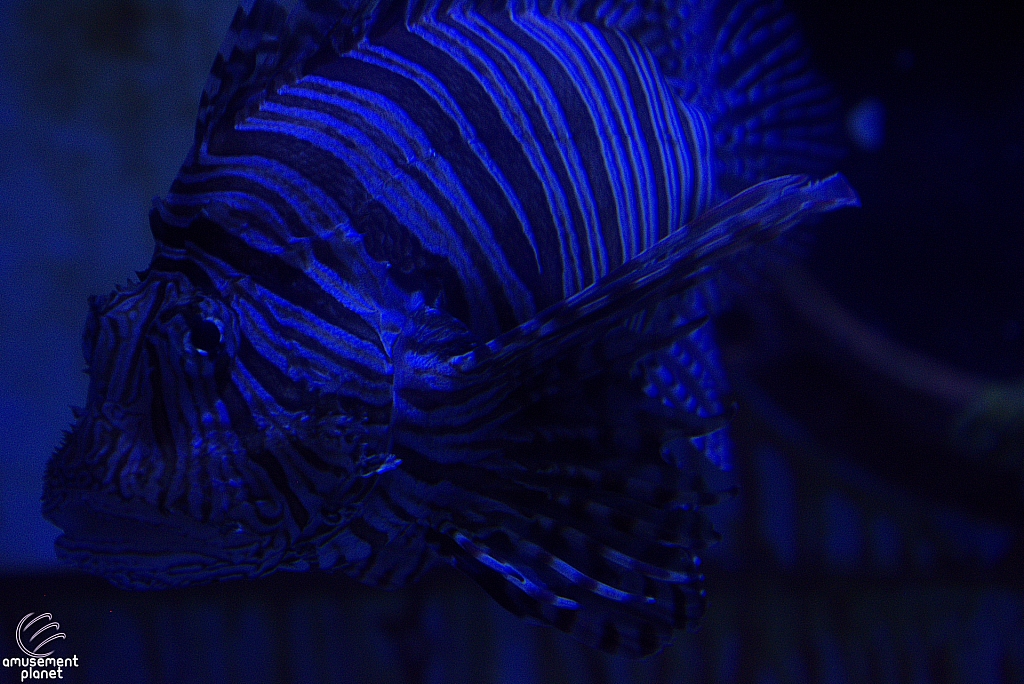 Children's Aquarium at Fair Park