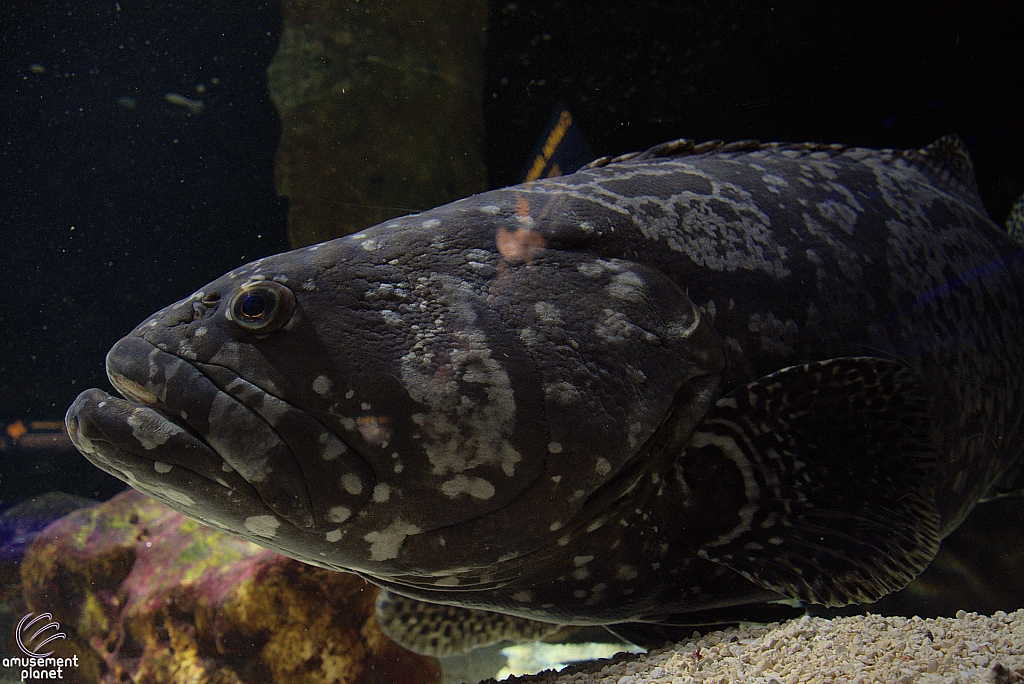 Children's Aquarium at Fair Park