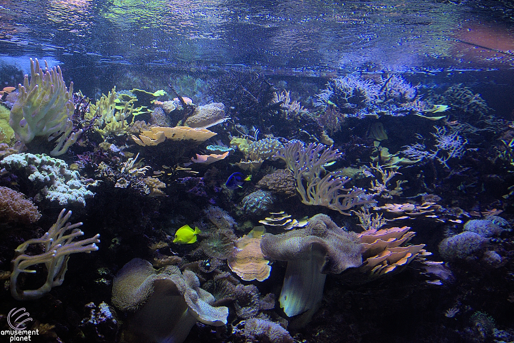 Children's Aquarium at Fair Park