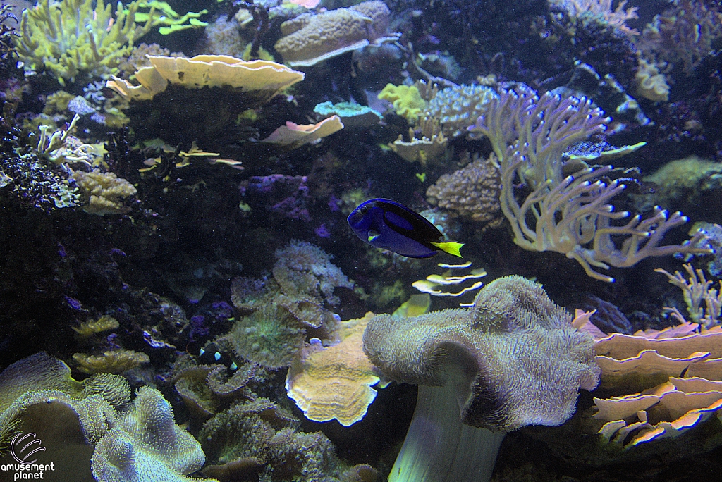 Children's Aquarium at Fair Park