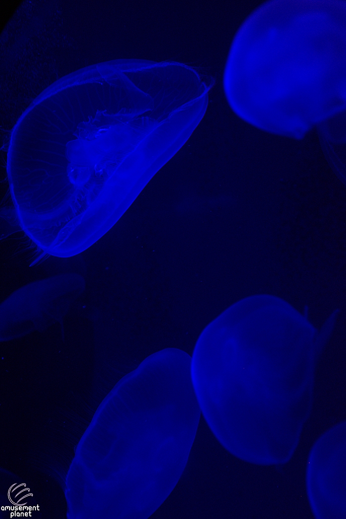 Children's Aquarium at Fair Park