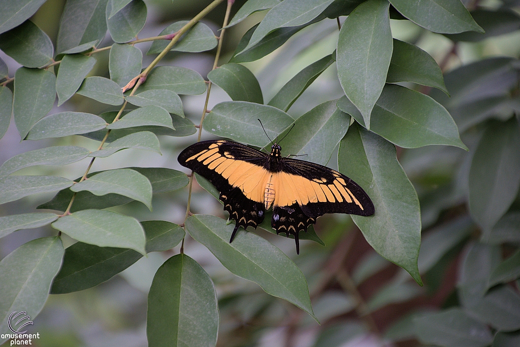 Texas Discovery Gardens