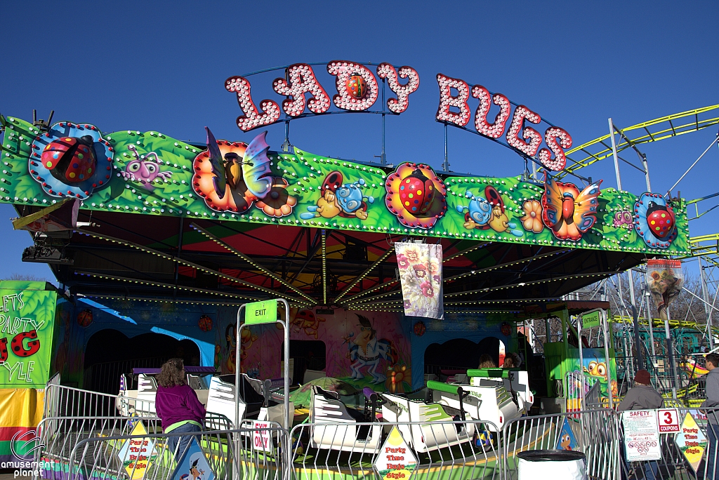 Lady Bugs