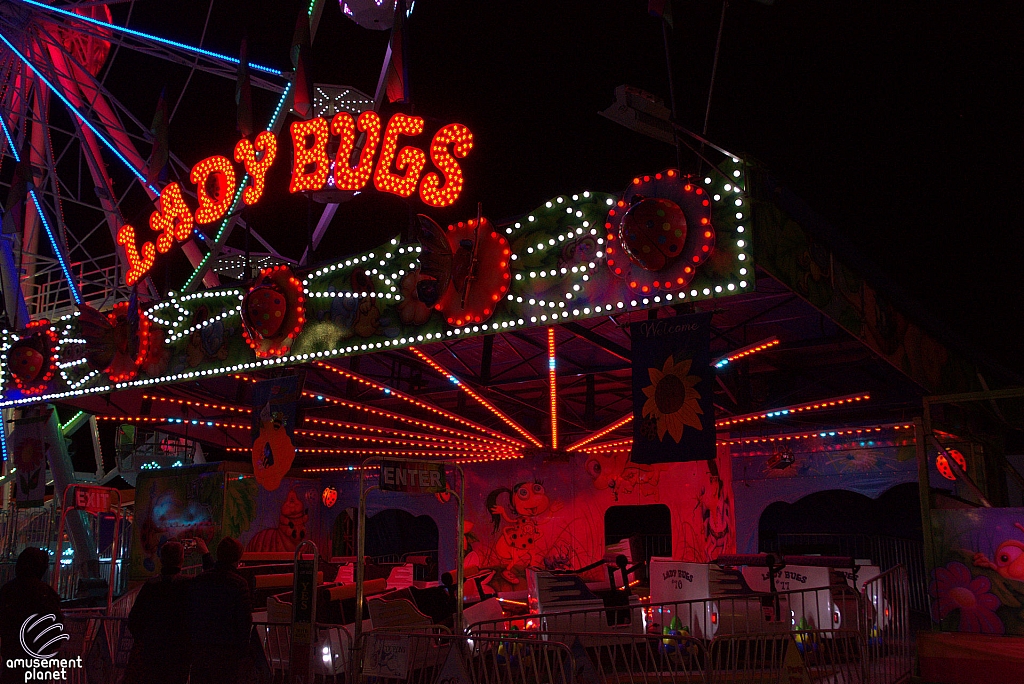 Lady Bugs