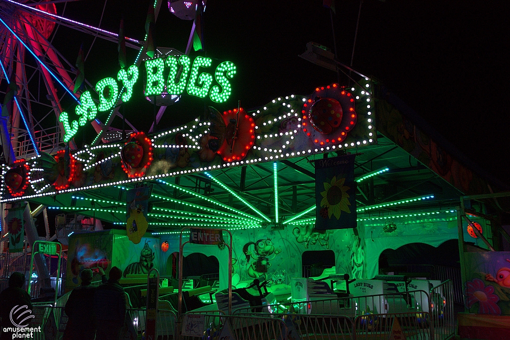 Lady Bugs