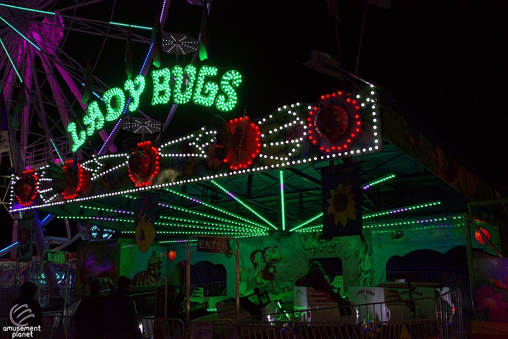Lady Bugs