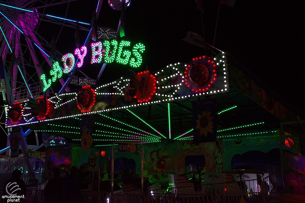 Lady Bugs