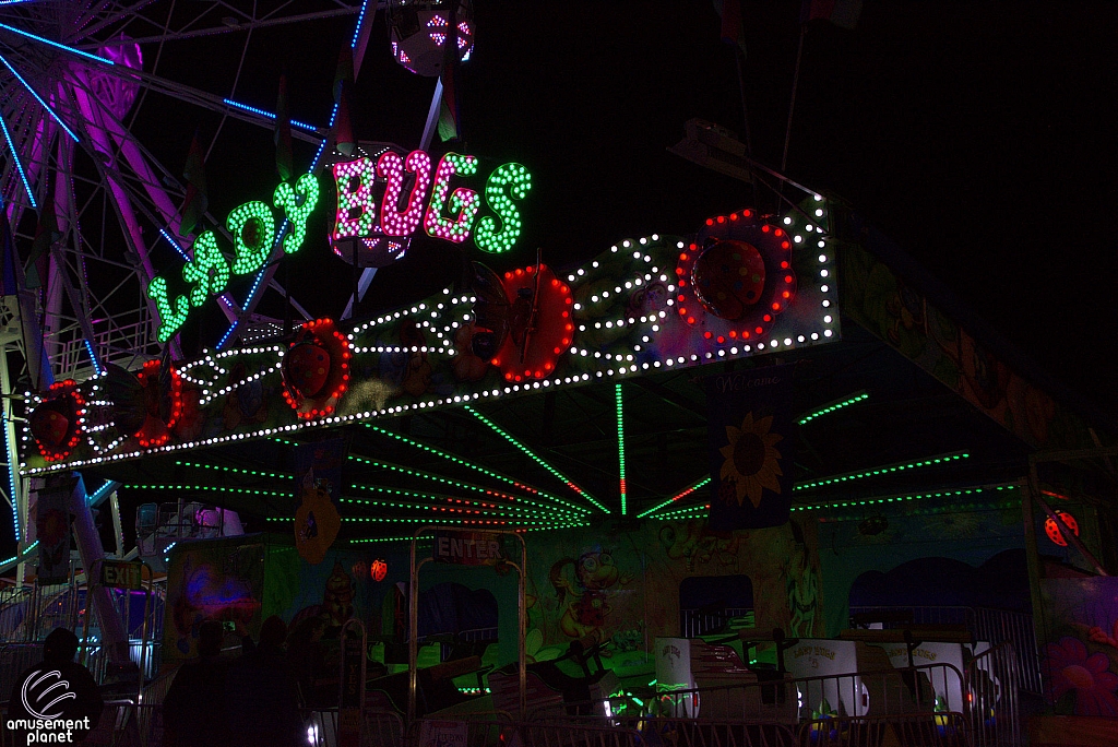 Lady Bugs