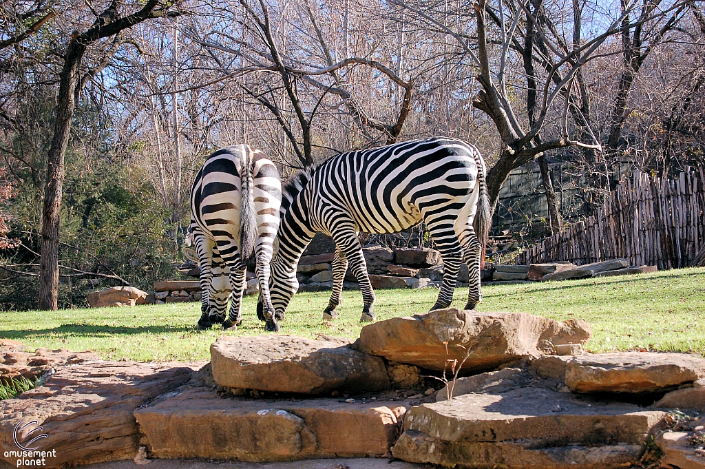 African Savannah