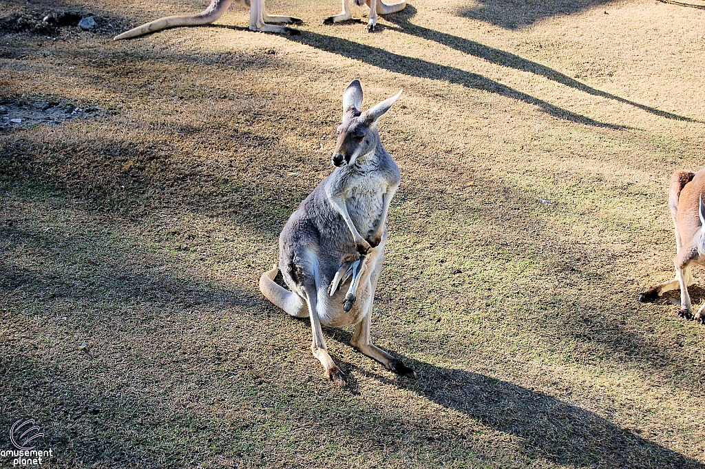 Australian Outback