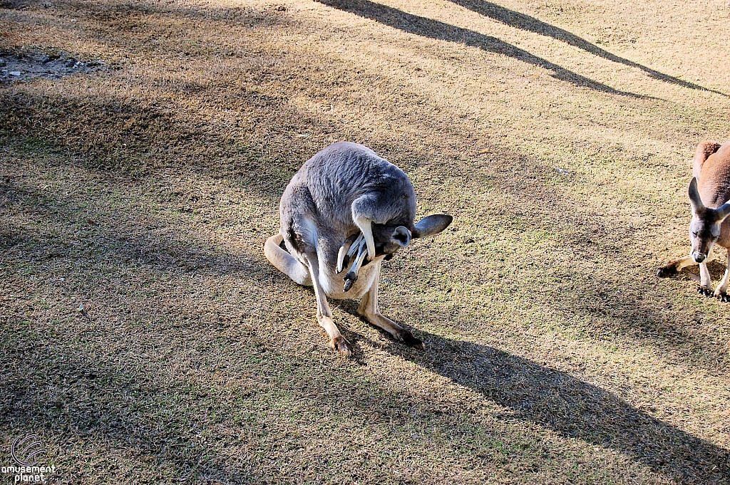 Australian Outback