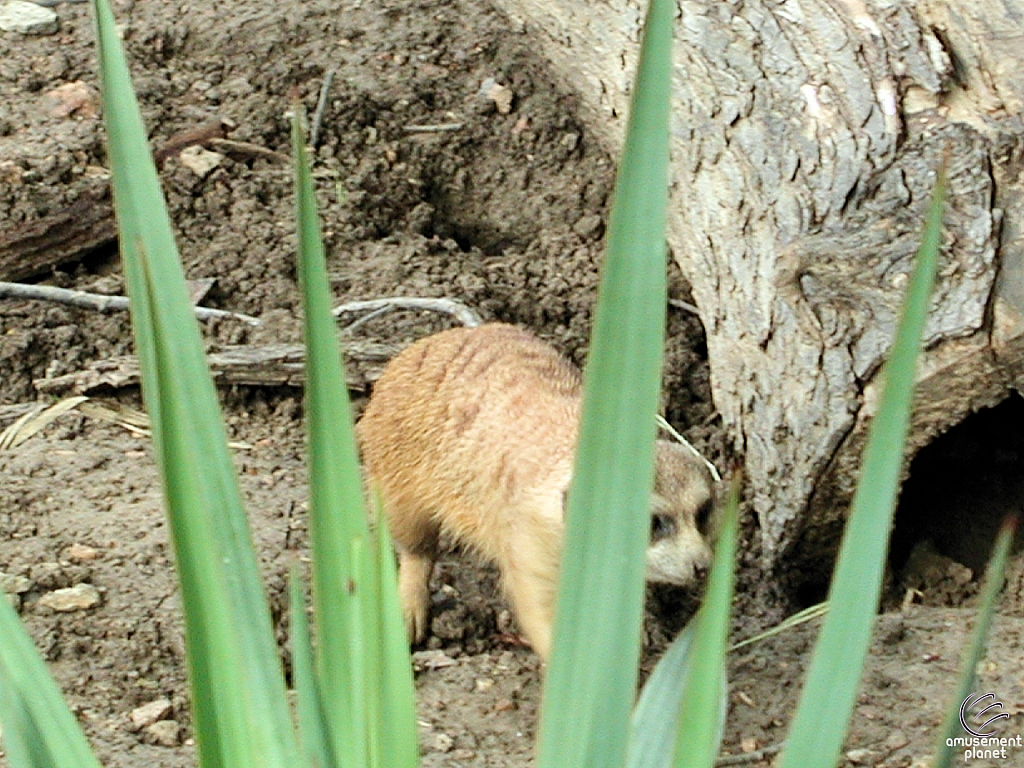 Meerkat Mounds