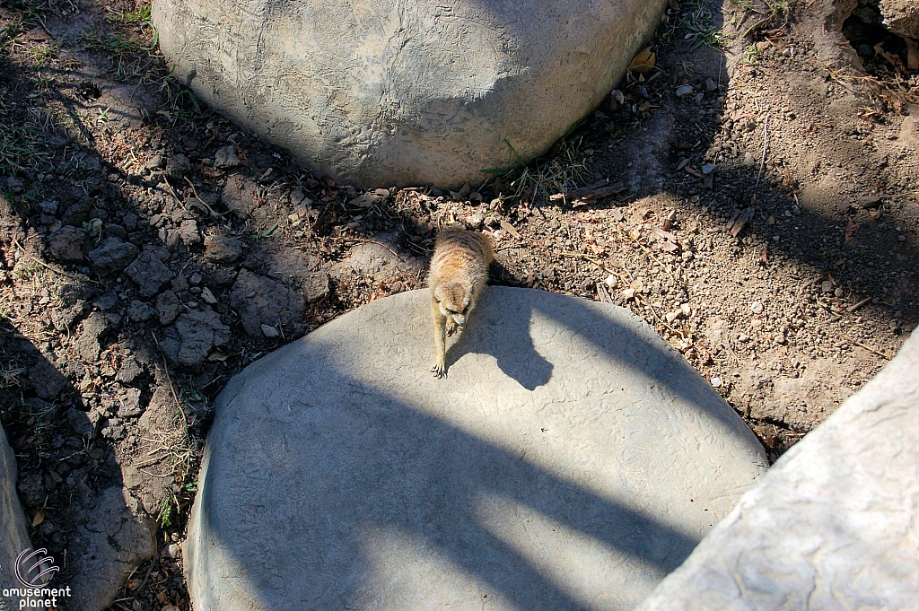 Meerkat Mounds