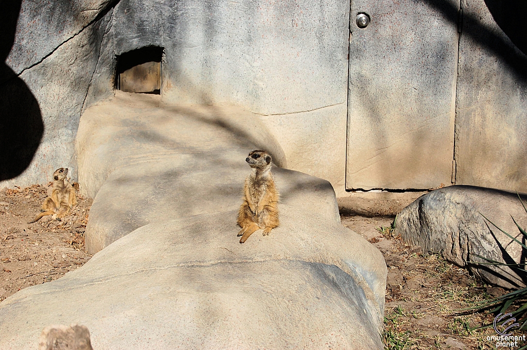 Meerkat Mounds