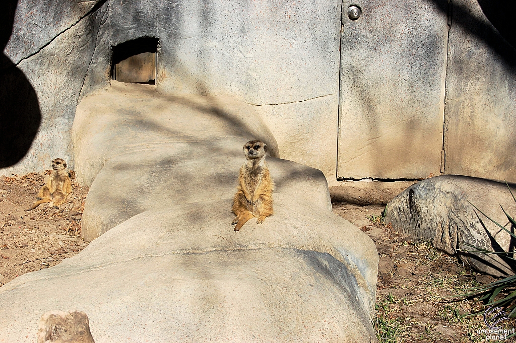 Meerkat Mounds