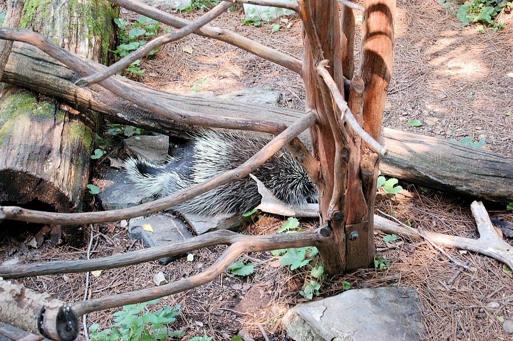 ZooAmerica