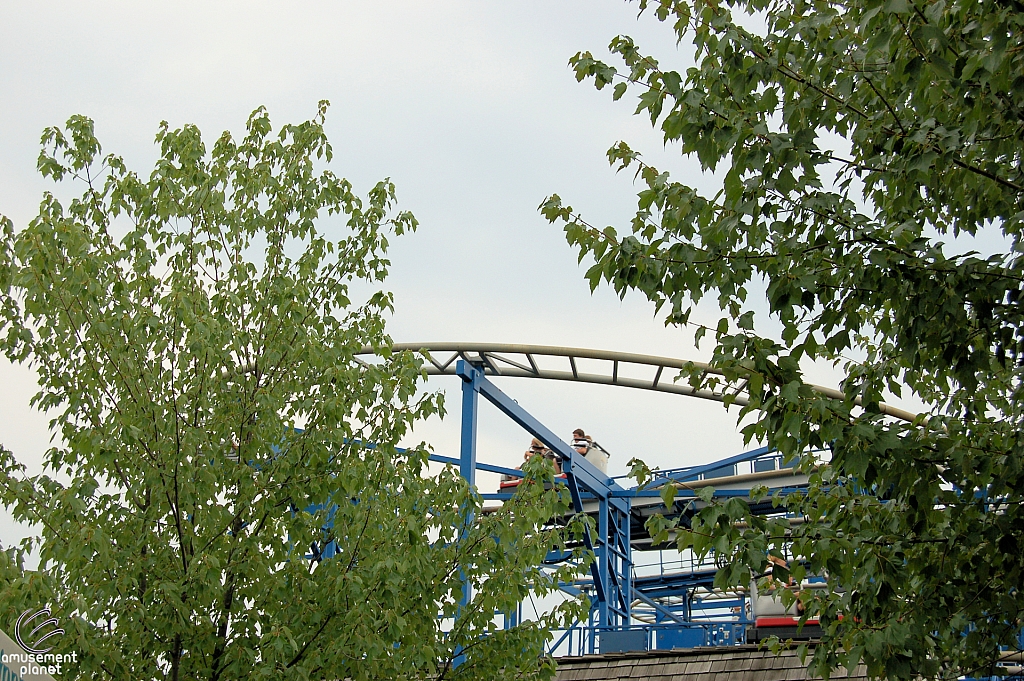 Wild Mouse