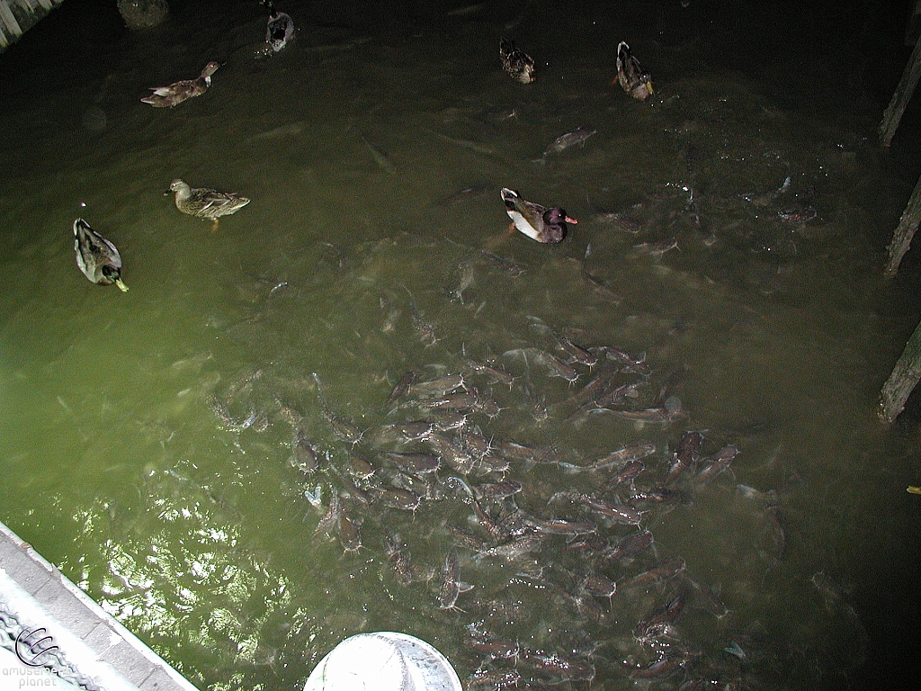 Kemah Boardwalk