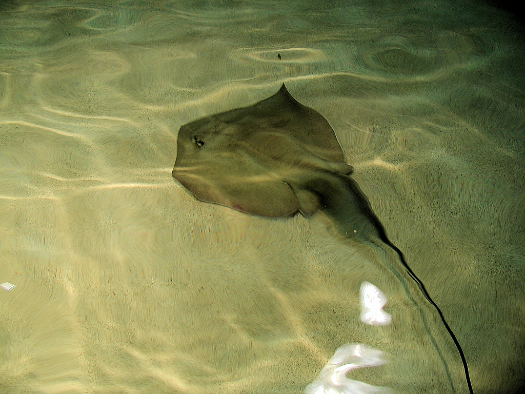 Sring Ray Reef