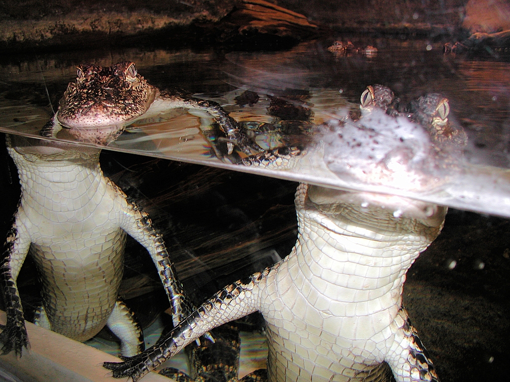 Sring Ray Reef