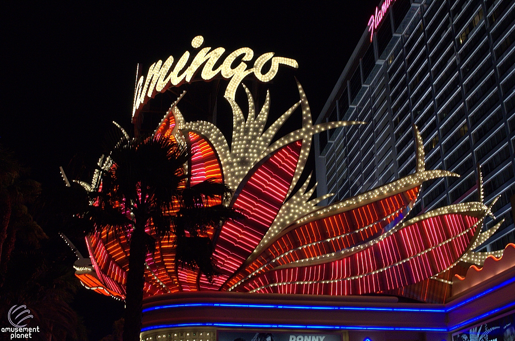 Flamingo
