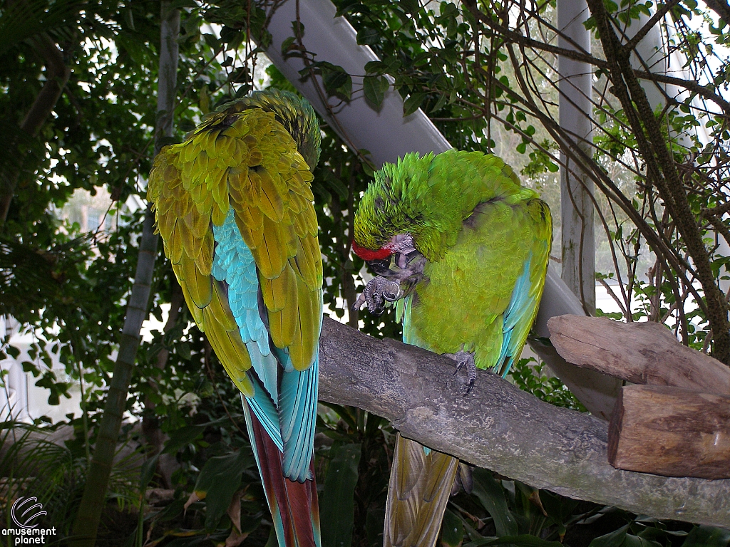 Rainforest Pyramid