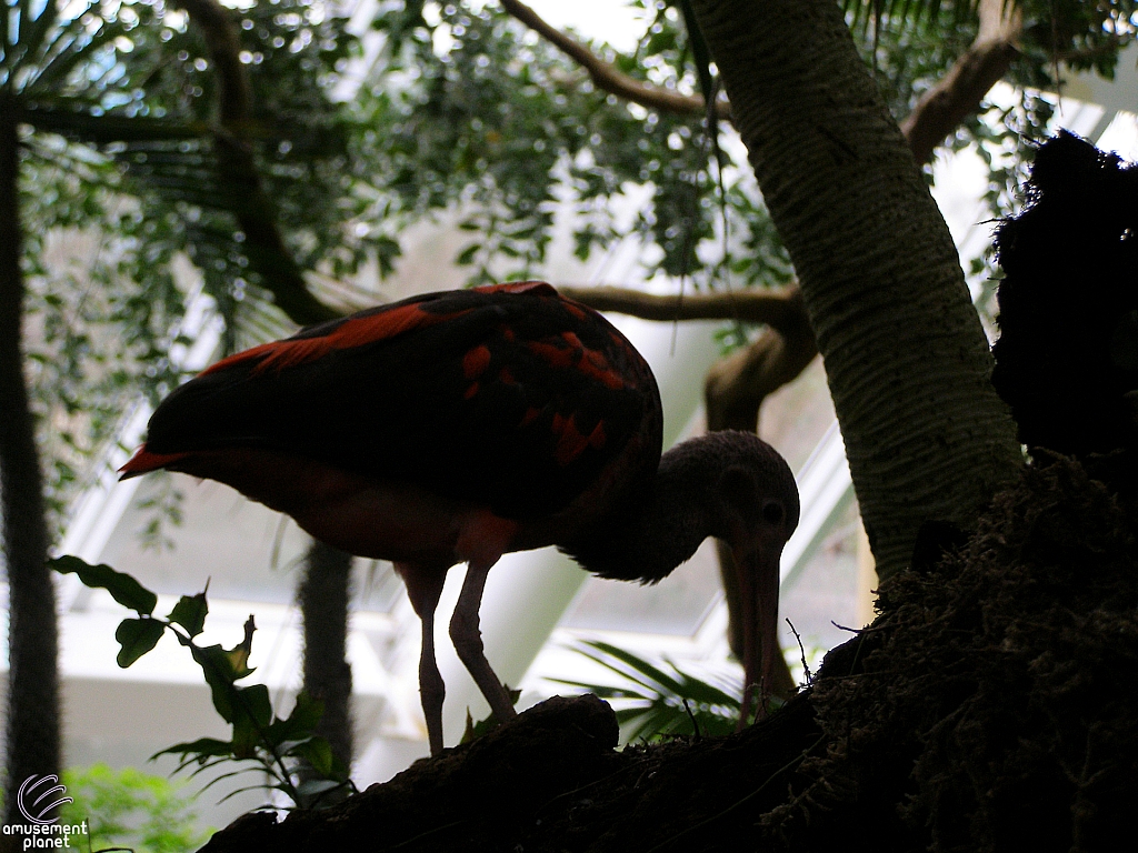 Rainforest Pyramid