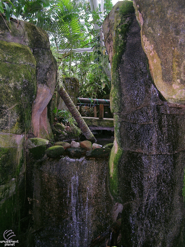 Rainforest Pyramid