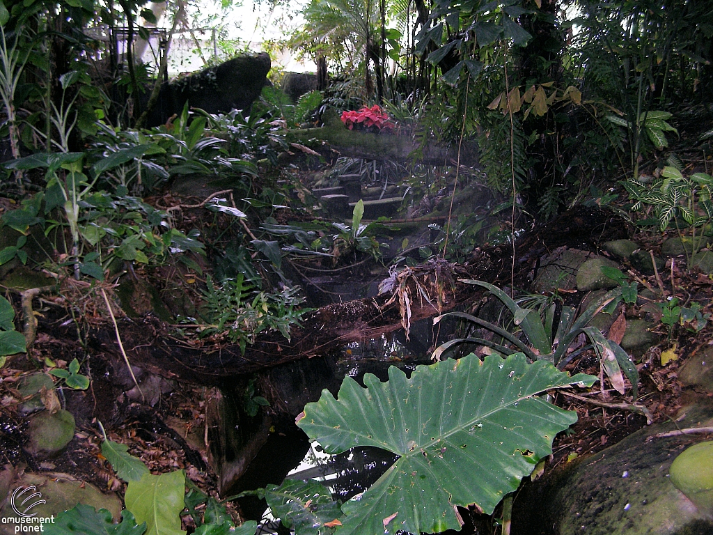 Rainforest Pyramid