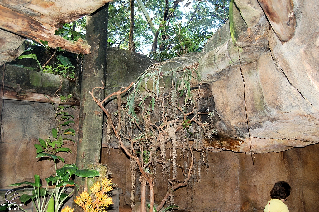 Rainforest Pyramid
