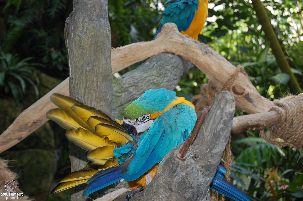 Rainforest Pyramid