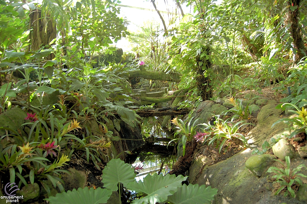 Rainforest Pyramid