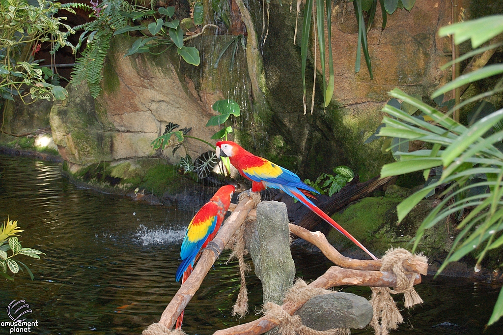 Rainforest Pyramid