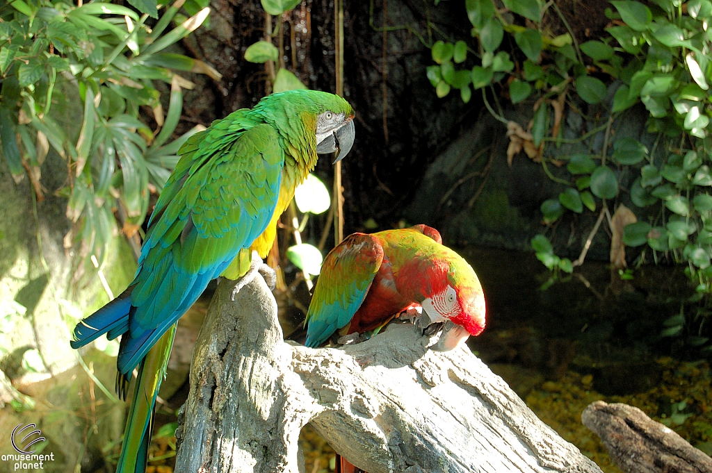 Rainforest Pyramid