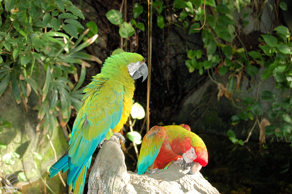 Rainforest Pyramid