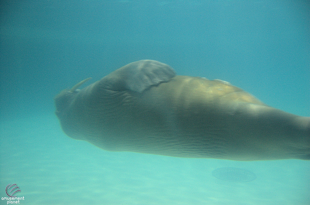 Marineland of Canada
